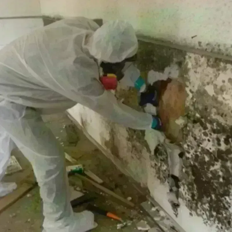 Mold Remediation and Removal in Hawkinsville, GA